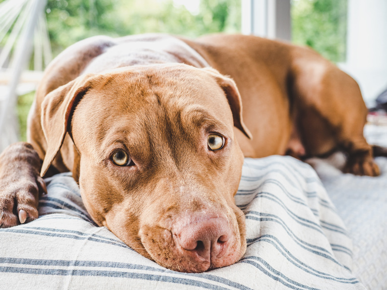 Close-up of brown puppy