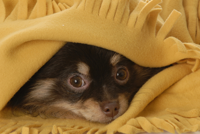 puppy hiding under blanket