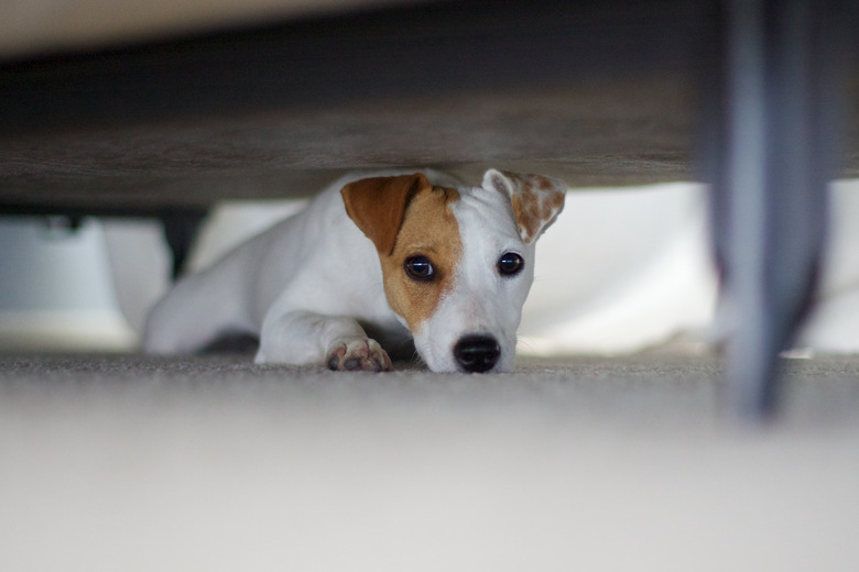 Dog hiding under bed