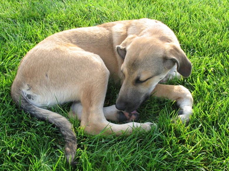 A dog licking its foot outside on grass