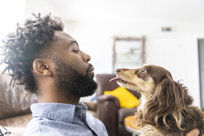 Young black man playing with dogs