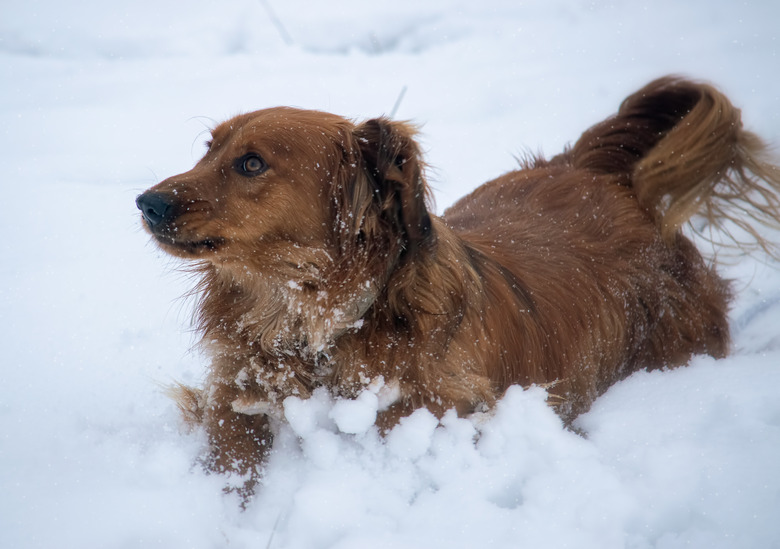 Dachshund in the snow