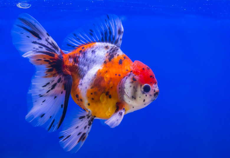 Lionhead goldfish or lionhead goldfish with black spot