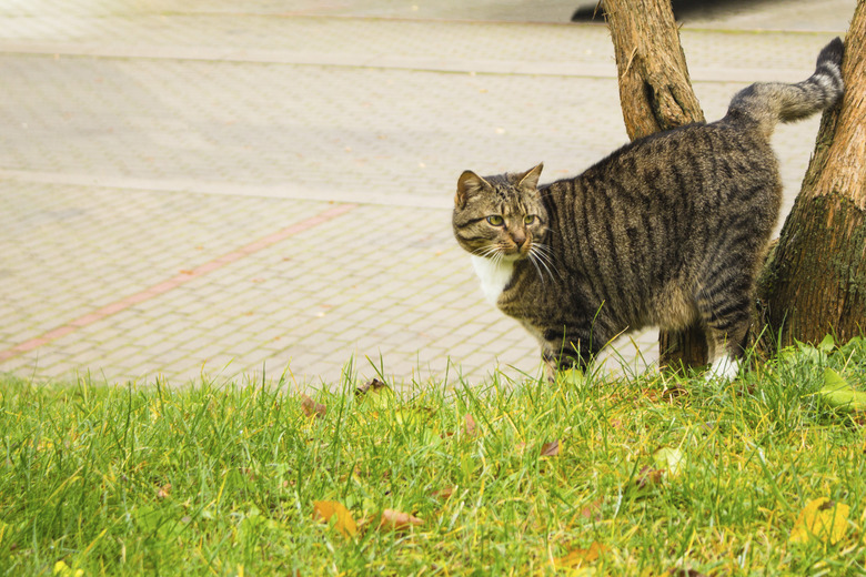 the street cat marks the tree