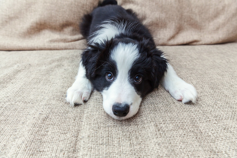 Funny portrait of cute smilling puppy dog border collie at home