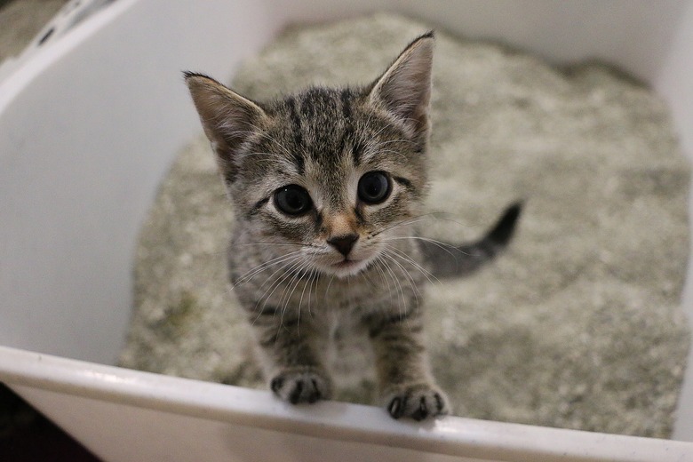 beautiful small kitten is standing in the cat toilet and looking up to the camera