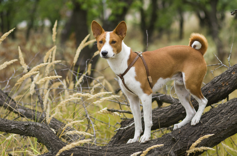 Troop leader on the tree branch