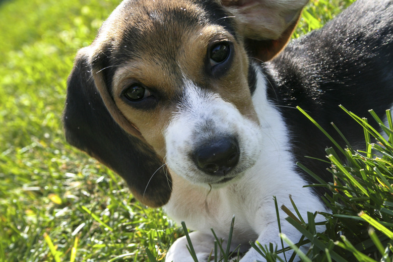 Splendor in the Grass