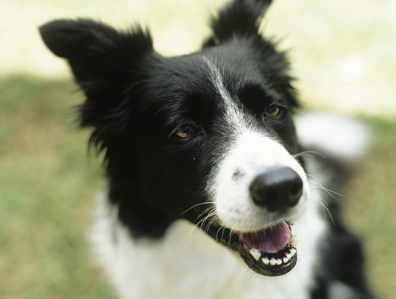 Border collie sitting on grass,close-up