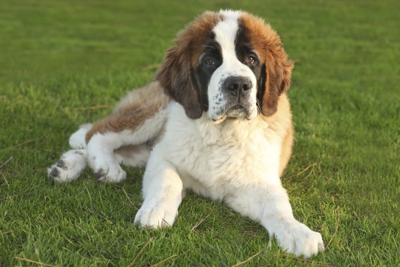 A Cute Saint Bernard Purebred Puppy on green lawn