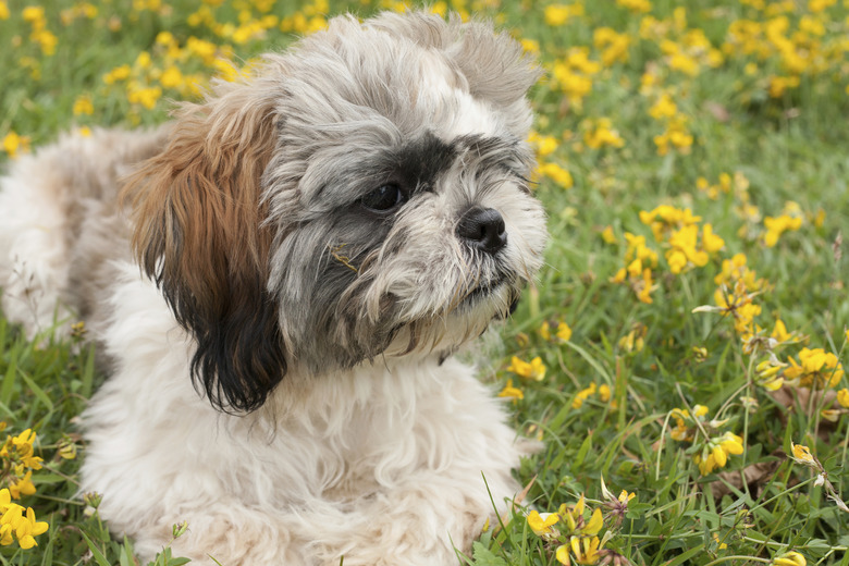 portrait of a shih tzu puppy against field of yellow flowers