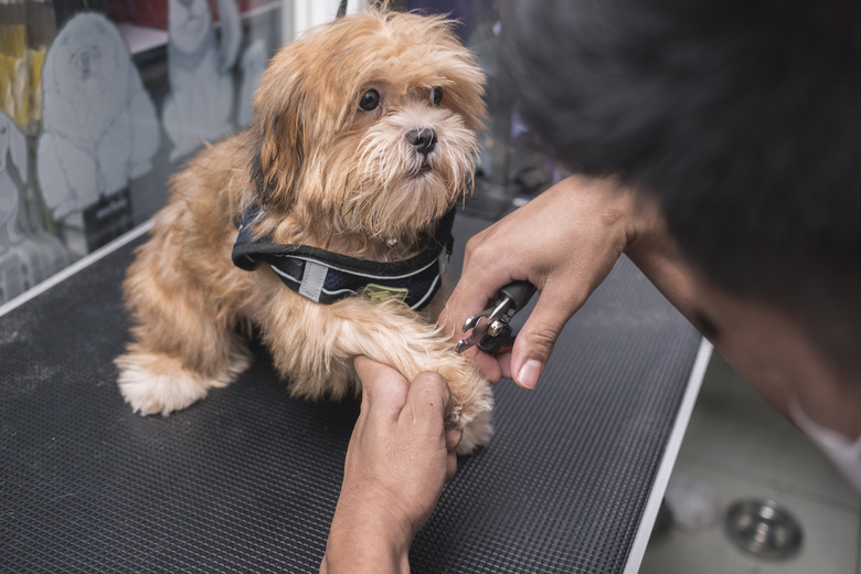 Cutting dog's hair with human clippers hotsell