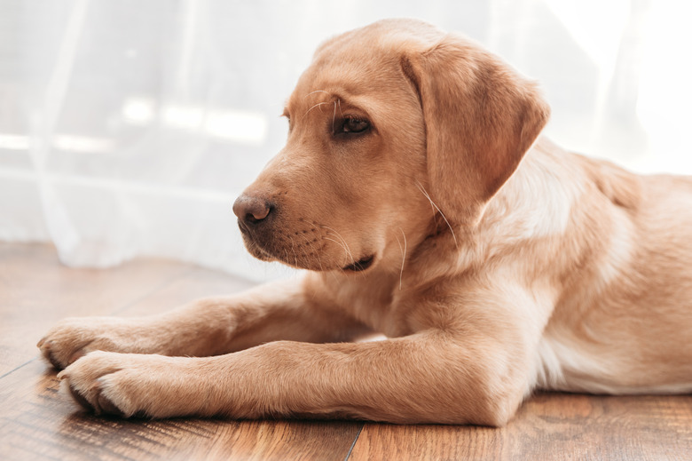 Close-up A beige labrador retriever puppy lies on the floor next to the chair. Adorable pets. Keeping and caring for animals at home.