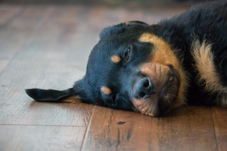 Rottweiler puppy asleep on the floor