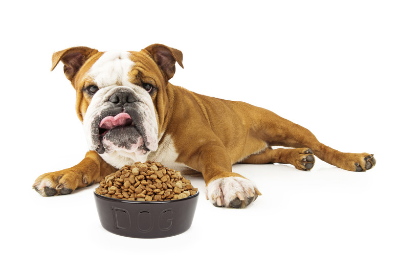 Bulldog Laying Down Eating