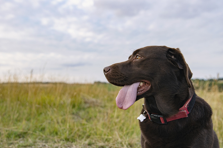 Profile shot of a happy chocolate labrador