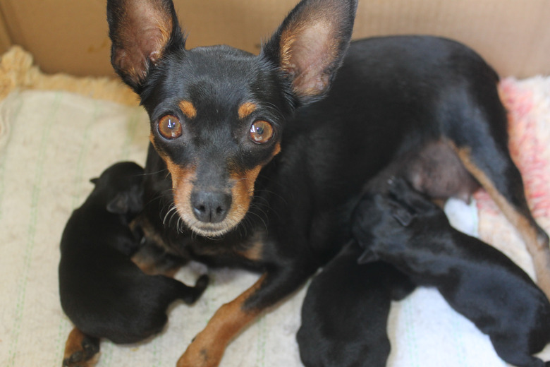 Portrait Of Black Dog Feeding Puppy On Bed