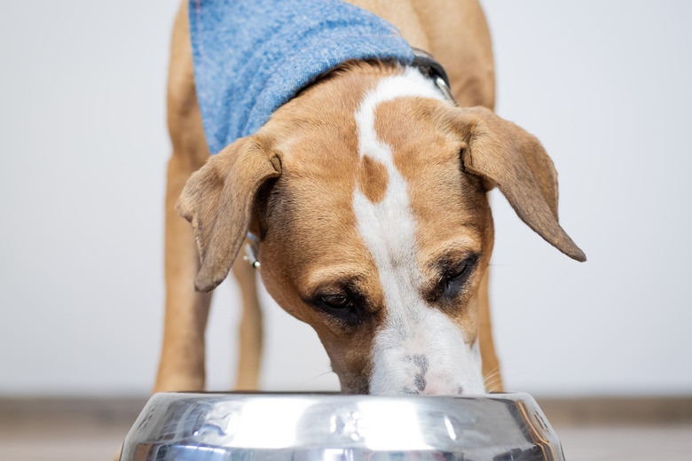 Dog eating food from its bowl in a room.