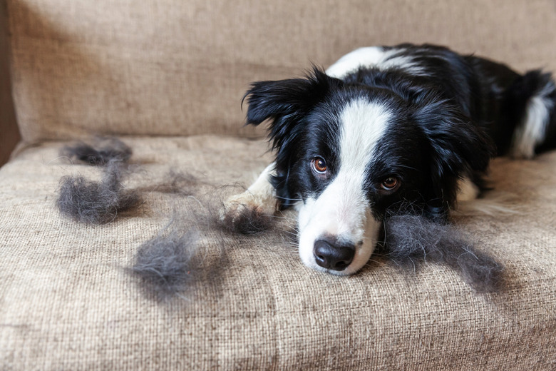 Funny portrait of cute puppy dog border collie with fur in moulting lying down on couch. Furry little dog and wool in annual spring or autumn molt at home indoor. Pet hygiene allergy grooming concept