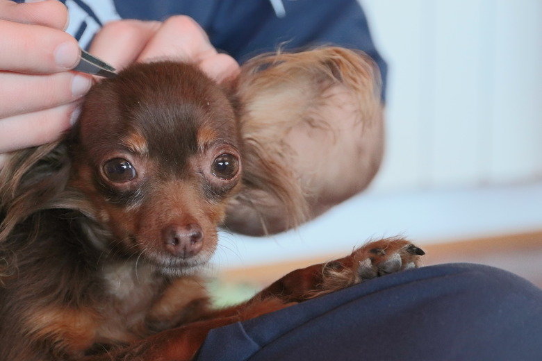 Removal of a dog tick