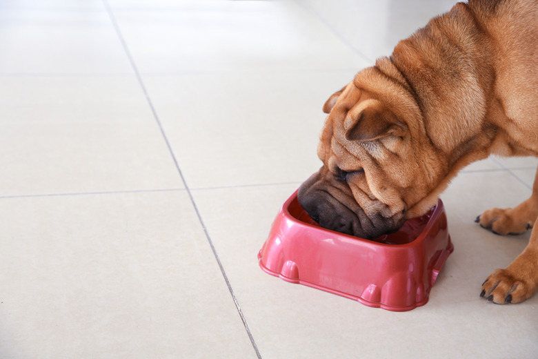 Cute funny dog eating from bowl at home