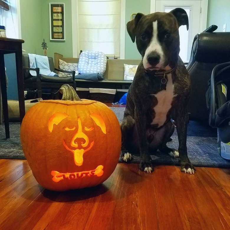 dog poses with halloween pumpkin