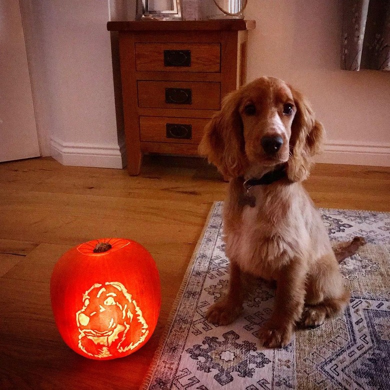 dog sits next to dog-o-lantern