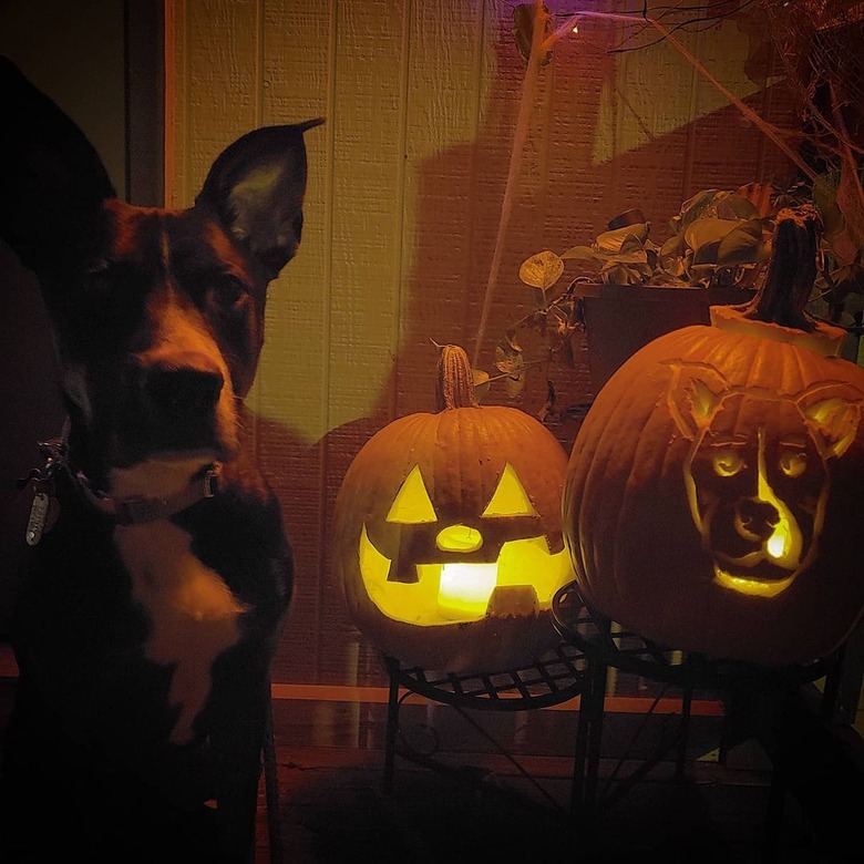 dog poses with glowing pumpkins