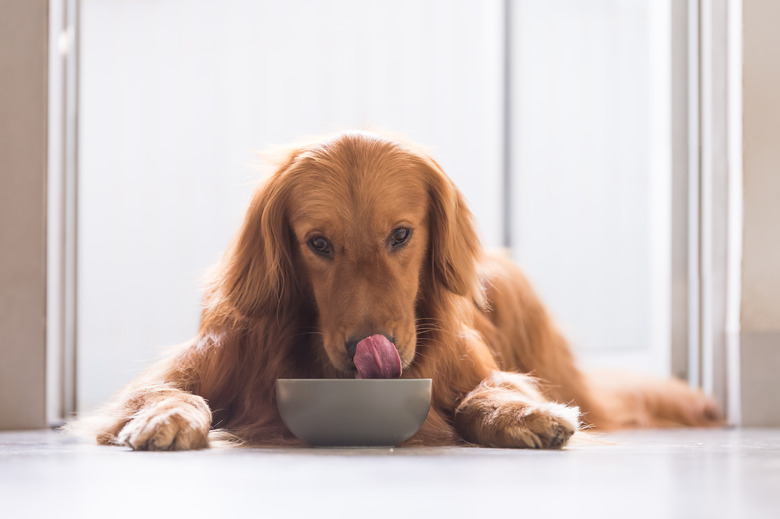 Golden retriever eating