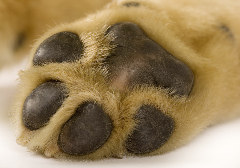 puppy labrador paw