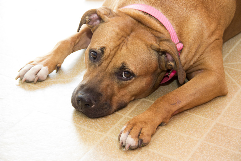 Dog Lying Down