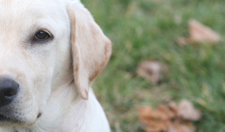 Sara Labrador retriever puppy