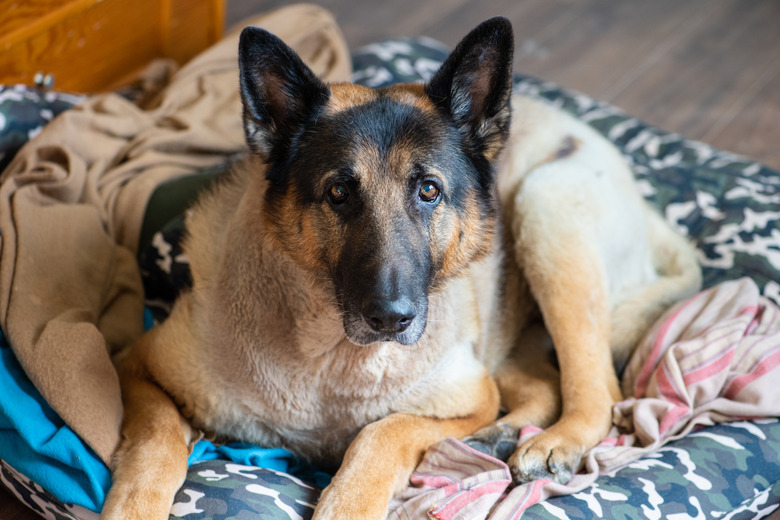 Elderly rescue lounging at home