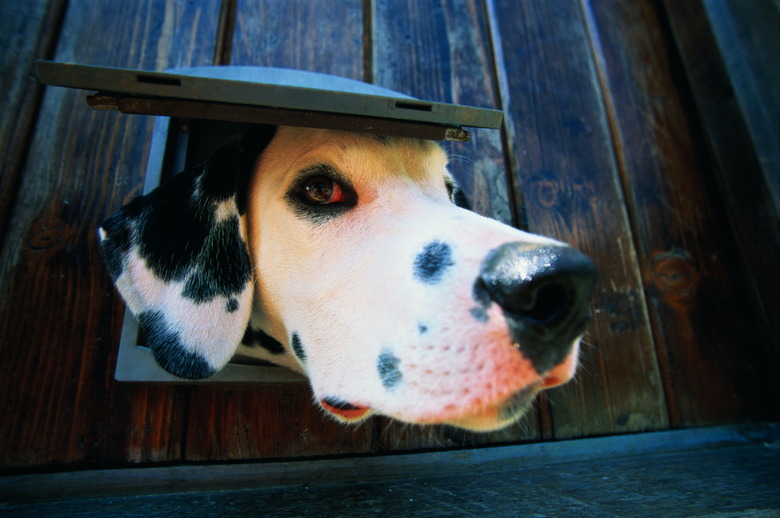 Dalmatian dog, poking head through cat flap, close-up (wide angle)