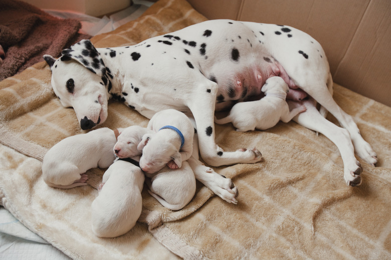 Puppies feeding from mother hotsell