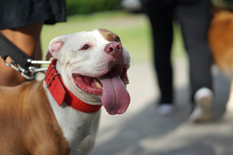 Red nose Pit bull dog smiling face with people background