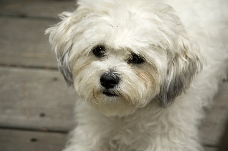 A small white Bichon Maltaise