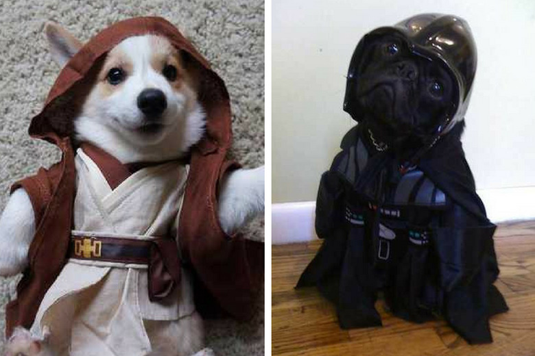 Dogue One: 12 Star Wars Dogs That Are One With The Force