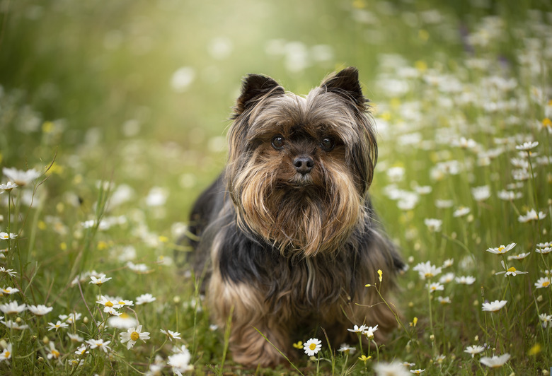 Yorkshire terrier in field of daisies