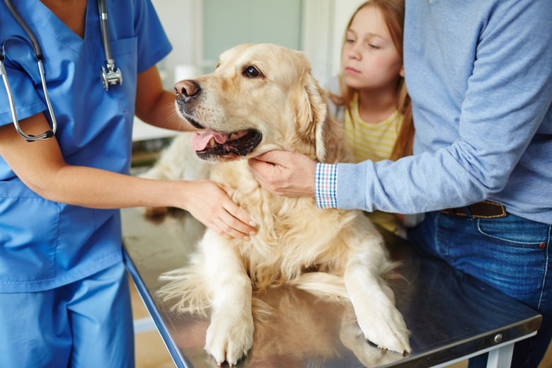 Dog with a vet