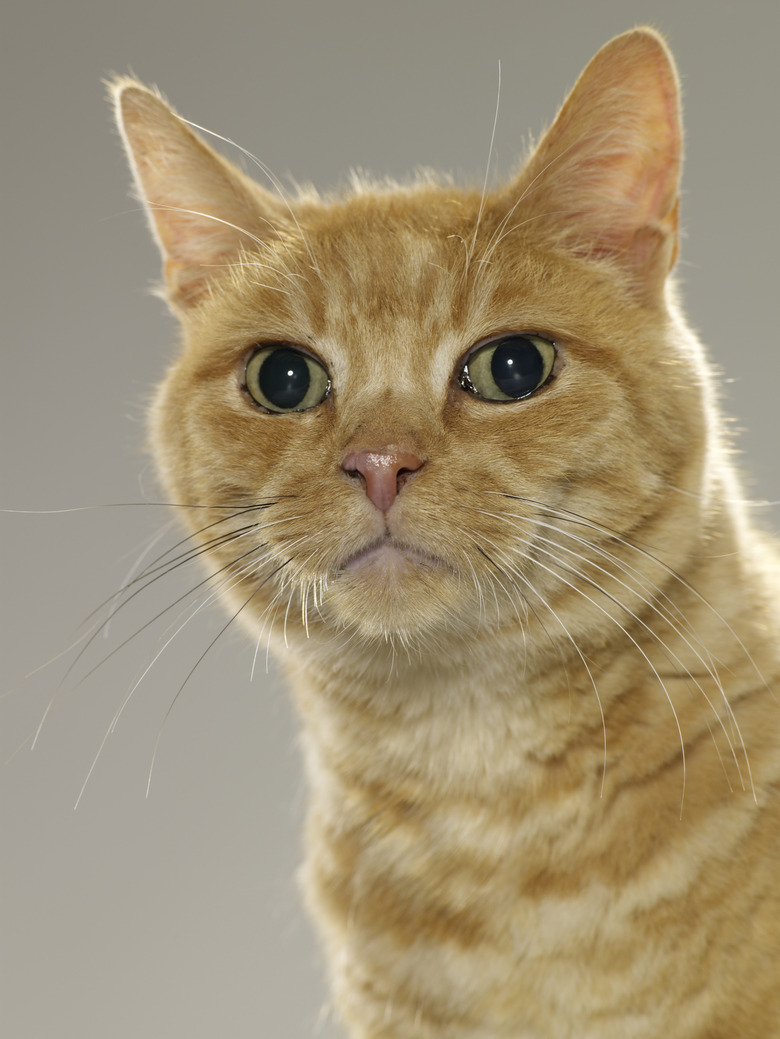 Ginger tabby cat, portrait, close-up