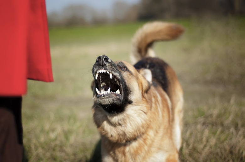 Aggressive German Shepherd