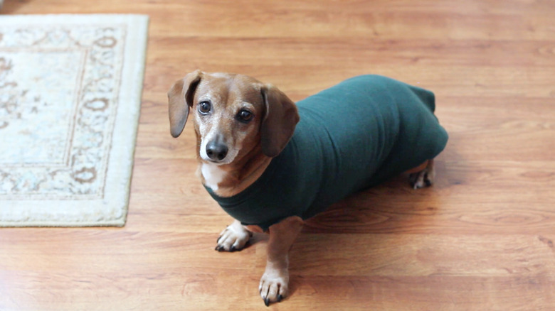 Dachshund wearing a sweatshirt