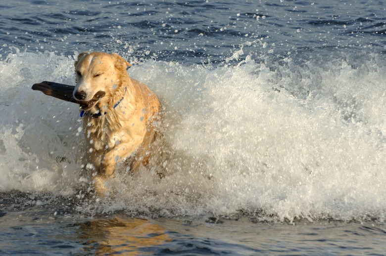 Dog retrieves a stick