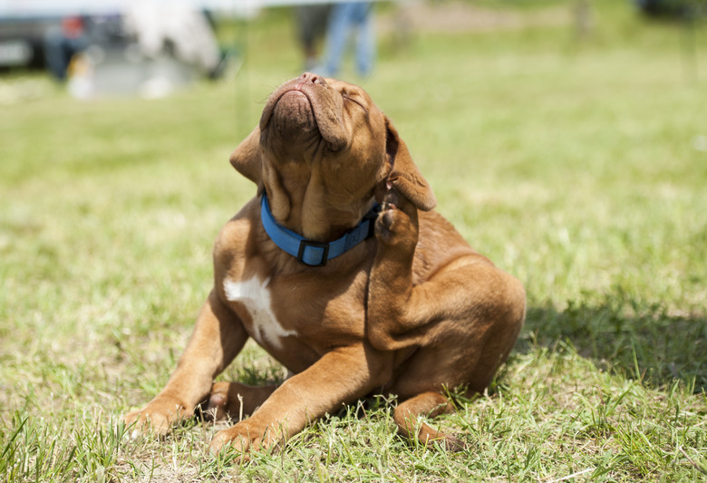 Dogue de Bordeaux puppy, fleas attack