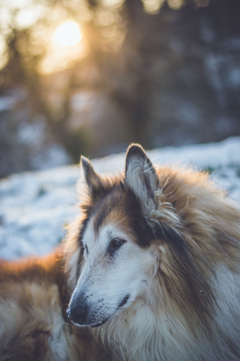 Handsome old Collie posing in the snow