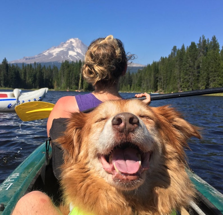 Happy looking old dog riding in the back of a kayak