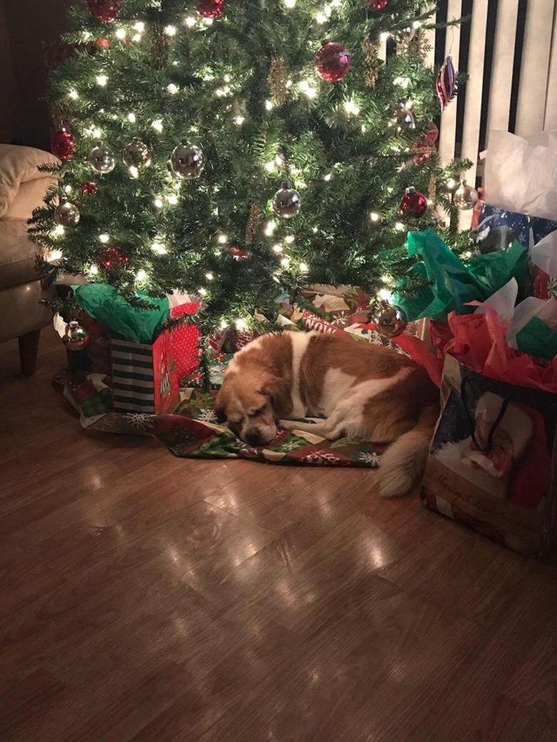 Old dog sleeping underneath Christmas tree