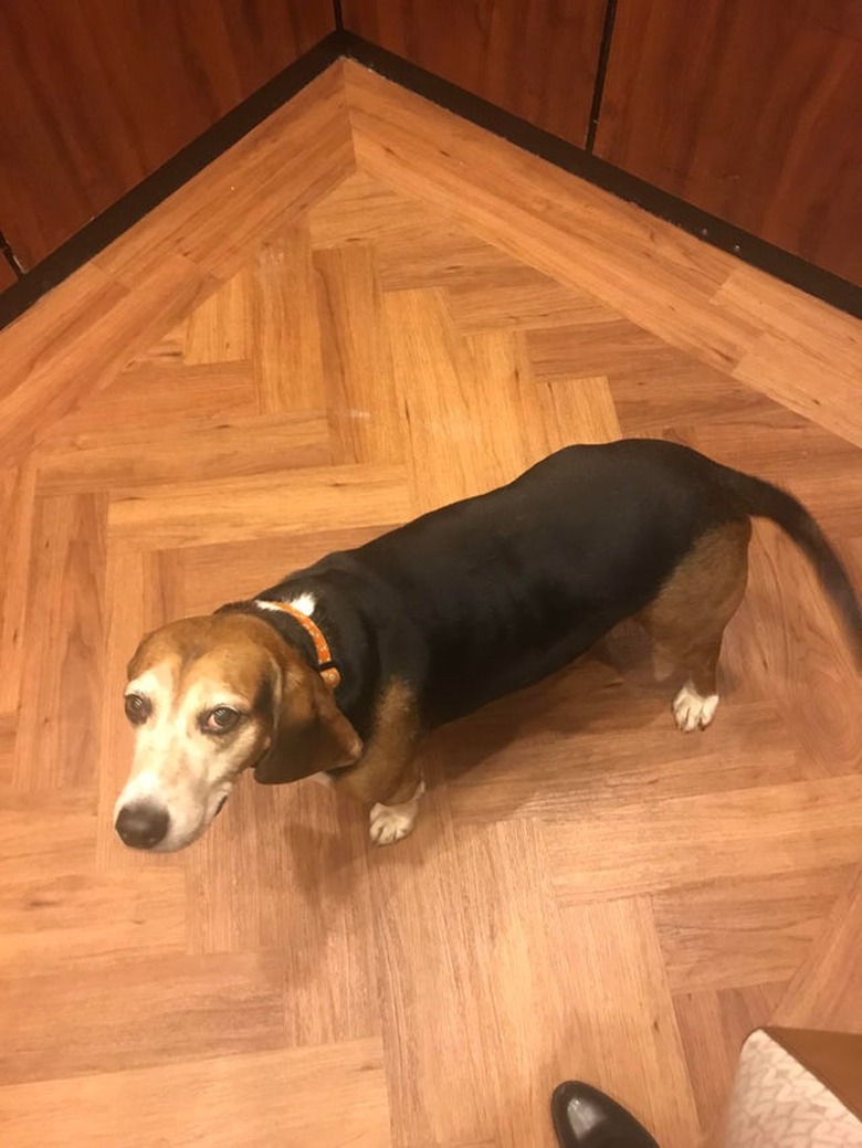 Old Beagle in elevator