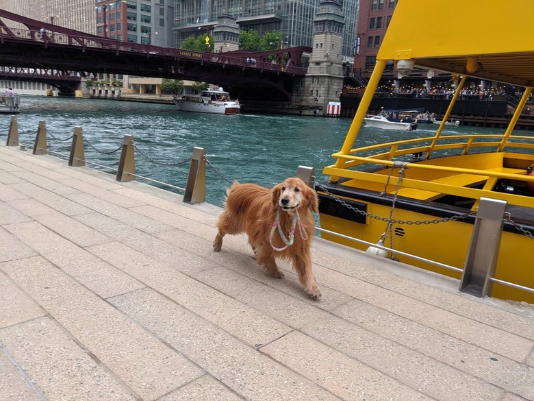 Old Golden Retriever carrying its own leash in its mouth